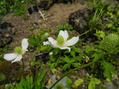 Eriocapitella rupicola