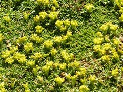 Azorella