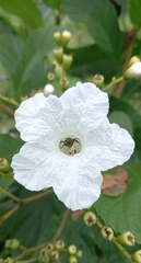 Cordia superba