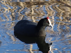 Fulica cristata