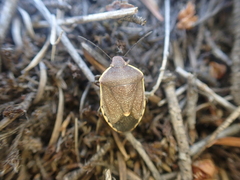 Holcostethus limbolarius