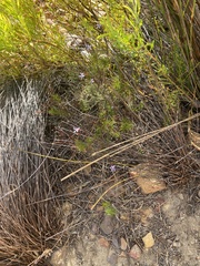 Prismatocarpus diffusus