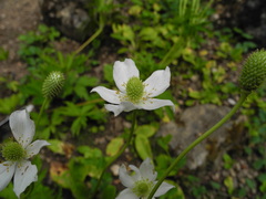 Eriocapitella rupicola