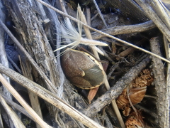 Holcostethus limbolarius