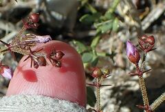 Fagonia pachyacantha
