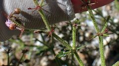 Fagonia pachyacantha