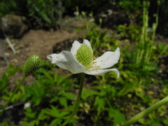 Eriocapitella rupicola