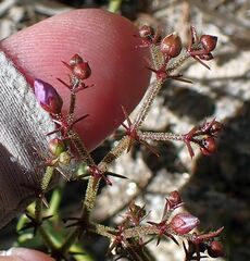 Fagonia pachyacantha