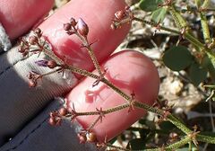 Fagonia pachyacantha