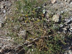 Fagonia pachyacantha