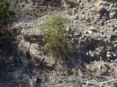 Fagonia pachyacantha