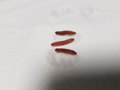 Citripestis sagittiferella