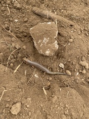 Plestiodon obsoletus