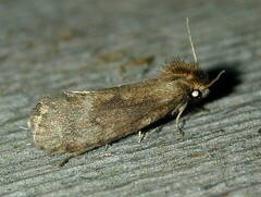 Acrolophus propinqua