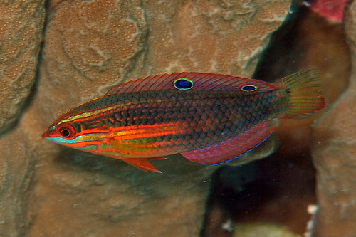 Biocellate wrasse (Halichoeres biocellatus) — Labridae — 2