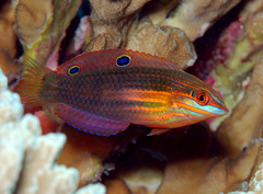 Halichoeres biocellatus