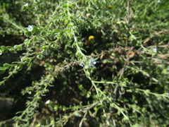 Lappula squarrosa heteracantha