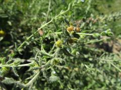 Lappula squarrosa heteracantha