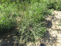 Lappula squarrosa heteracantha