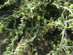 Lappula squarrosa heteracantha