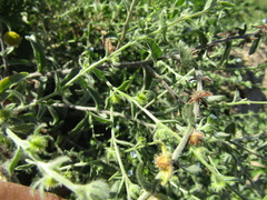 Lappula squarrosa heteracantha