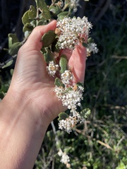 Ceanothus crassifolius