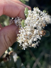 Ceanothus crassifolius