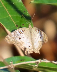 Anartia jatrophae