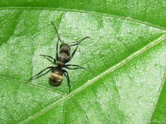 Camponotus arboreus