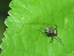 Camponotus arboreus
