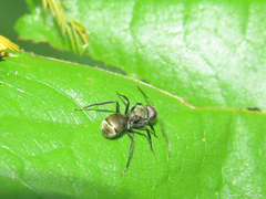Camponotus arboreus