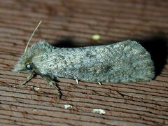 Acrolophus arcanella