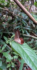 Pierella nereis