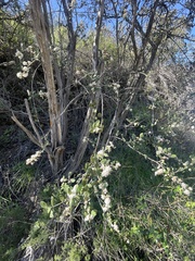 Ceanothus crassifolius