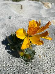 Alstroemeria pseudospathulata