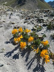 Alstroemeria pseudospathulata
