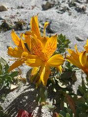 Alstroemeria pseudospathulata