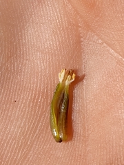 Carica aprica