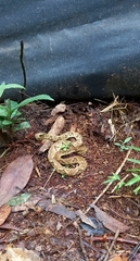 Bothrops jararaca
