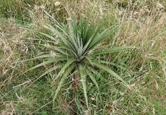Puya glomerifera