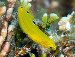 Halichoeres chrysus