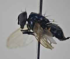 Neosilba