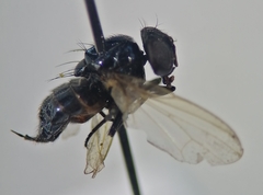 Neosilba