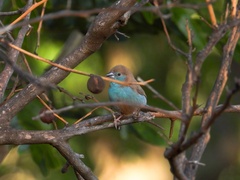 Uraeginthus bengalus