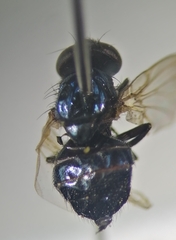 Neosilba