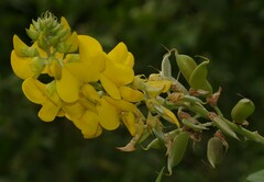 Crotalaria micans