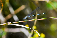 Argia medullaris