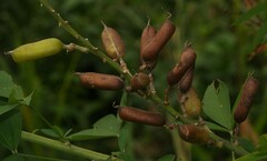 Crotalaria micans