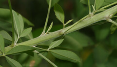 Crotalaria micans