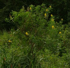 Crotalaria micans